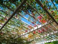 Flowers decoration on wooden pergola roof. Landscape home design background. Royalty Free Stock Photo