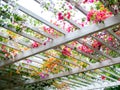 Flowers decoration on wooden pergola roof. Landscape home design background. Royalty Free Stock Photo