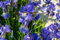 Flowers of decorative garden iris close-up on a sunny summer day Royalty Free Stock Photo