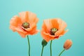 Nature blossom red flora poppy flowers floral summer spring plant