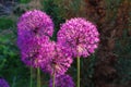 Flowers of decorative onion Allium christophii Royalty Free Stock Photo