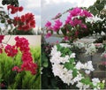 Flowers decorative tropical tree bougainvillea red, pink. white Royalty Free Stock Photo