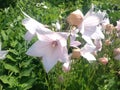 Flowers deep-belled in the garden Royalty Free Stock Photo