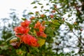 Flowers.. Delicate Branches.. Nature..