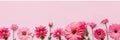 flowers on a delicate pink background in pastel colors Royalty Free Stock Photo