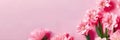 flowers on a delicate pink background in pastel colors Royalty Free Stock Photo