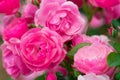 Flowers of a delicate pink rose variety Angela on the background of greenery in the garden on a bush Royalty Free Stock Photo