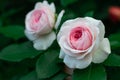 Flowers of a delicate pink rose variety Octavia Hill on the background of greenery in the garden on a bush Royalty Free Stock Photo
