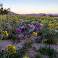 Flowers in the desert coming spring Royalty Free Stock Photo