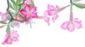 Flowers, Desert Rose; Impala Lily; Mock Azalea flowers on background