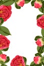 Flowers design border frame template with green leaves and red roses peony flowers couple. Royalty Free Stock Photo