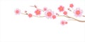 Flowers design. Branch of Sakura isolated on white background. Apple-tree flowers. Cherry blossom. Vector EPS 10 cmyk