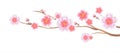 Flowers design. Branch of Sakura isolated on white background. Apple-tree flowers. Cherry blossom. Vector EPS 10 cmyk