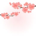 Flowers design. Branches of Sakura isolated on light pink background. Apple-tree flowers. Cherry blossom. Vector EPS 10 cmyk