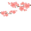 Flowers design. Branches of Sakura isolated on white background. Apple-tree flowers. Cherry blossom. Vector EPS 10 cmyk