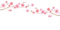 Flowers design. Branches of Sakura isolated on white background. Apple-tree flowers. Cherry blossom. Vector EPS 10 cmyk Royalty Free Stock Photo