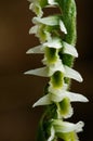 Flowers detail of Autumn Lady`s Tresses orchid - Spiranthes spiralis Royalty Free Stock Photo