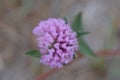 Flowers and details of autumn different colors close-up Royalty Free Stock Photo