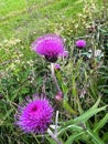 2951. Flowers of devil's-bit scabious on green grass Royalty Free Stock Photo