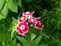 Flowers dianthus barbatus in sunny day in summer season