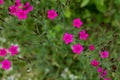 Flowers Dianthus deltoids Royalty Free Stock Photo