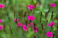 Flowers Dianthus deltoids Royalty Free Stock Photo