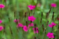 Flowers Dianthus deltoids