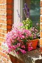 Flowers Diascia and catmint in pot by the window Royalty Free Stock Photo