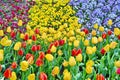 Botanic garden with colorful flowers Royalty Free Stock Photo