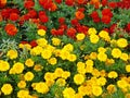 Yellow and red French marigold on a background of green leaves. Royalty Free Stock Photo