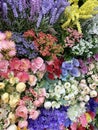 Flowers on display at flower shop Royalty Free Stock Photo