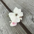 Flowers on the docks