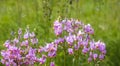 Flowers of Dodecatheon meadia plant. Primula meadia, the shooting star flowers