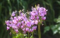 Flowers of Dodecatheon meadia plant. Primula meadia, the shooting star flowers