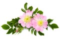 Flowers dog-rose Rosa canina on white background Royalty Free Stock Photo