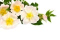 Flowers dog-rose Rosa canina on white background with space for text Royalty Free Stock Photo