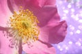 Flowers of dog-rose rosehip growing in nature Royalty Free Stock Photo