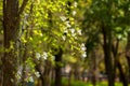 Flowers of dogwood (Cornus florida) Royalty Free Stock Photo