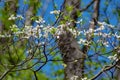 Flowers on a Dogwood Tree Royalty Free Stock Photo