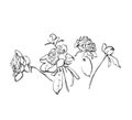 Flowers doodle sketch isolated vector Royalty Free Stock Photo