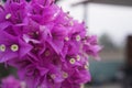 Flowers in the dormitory