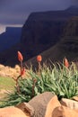 Flowers and Drakensberg mountains south africa Royalty Free Stock Photo