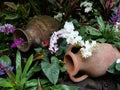 Flowers draped over two clay pots Royalty Free Stock Photo