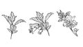 flowers drawing and sketch with line-art on white backgrounds. Royalty Free Stock Photo