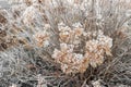 Flowers of dried hydrangea in garden after winter close up on blurred background. Vintage natural backdrop for your design Royalty Free Stock Photo