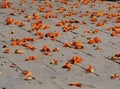 Flowers drop on the ground Royalty Free Stock Photo