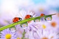 Flowers in the drops of dew on the green grass and ladybugs Royalty Free Stock Photo