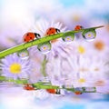 Flowers in the drops of dew on the green grass and ladybugs. Royalty Free Stock Photo