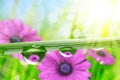 Flowers in the drops of dew on the green grass. Royalty Free Stock Photo
