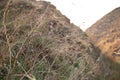 Flowers in dry grass among the hills, photo. Nature, wildlife and landscape